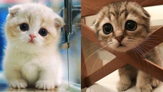 Baby Cats - รวมวิดีโอแมวน่ารักและตลก #8 | Aww สัตว์