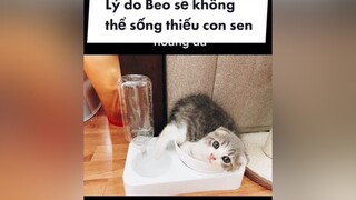 Điểm qua vài lý do dù không thích con sen nhưng Beo vẫn phải chấp nhận ở cùng nha cat kitten fyp foryou xuhuong goviral