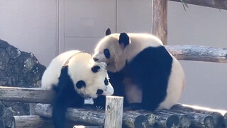 [Panda] Langsung tunjuk keimutannya saat tahu ada yang sedang merekam