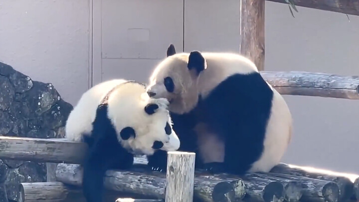 Animal | Panda Fengbin Makes A Close-Up Shot Of Himself