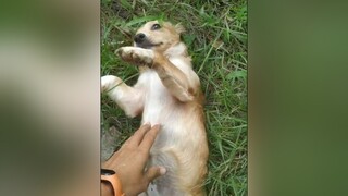 Đi chơi mất tích yeucho yeuchomeo cún cúncon chó chómèo chócon chó_cưng chókhôn yeuchomeo cưng chócute pet dog dogsoftiktok doggo