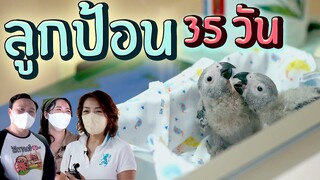 ลูกป้อน 35 วัน ป้อนอย่างถูกต้อง ณ สวนปาล์มฟาร์มนก Ep.240