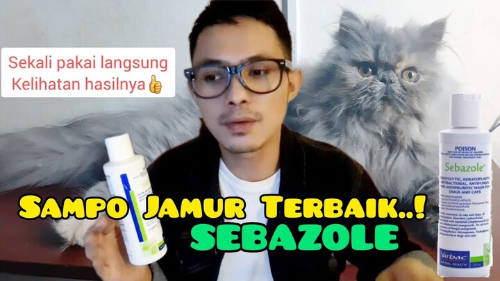 OBAT JAMUR KUCING AMPUH SAMPO SEBAZOLE - Cara Mengobati Kucing Jamuran - Sampo Jamur Kucing