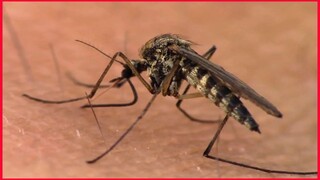 Mosquito Drilling A Hole To Get Blood.