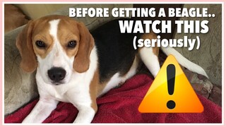 10 Facts About Milka the BEAGLE | Philippines