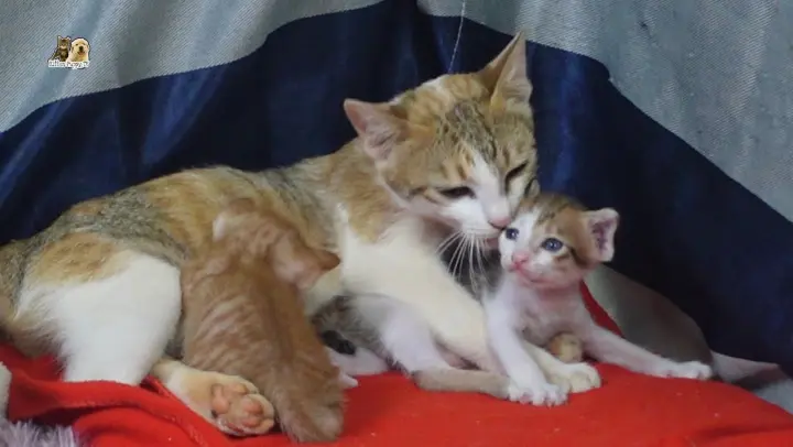 Mother cat give a big hug and warm heart to her little kitten