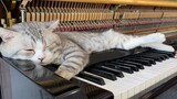 แมว : ที่นอนแมวอันนี้มันสบายจริง ๆ เล่นเพิ่มอีกสักสองสามเพลง