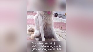 Thương em quá 😢 yeudongvat thucung petsoftiktok