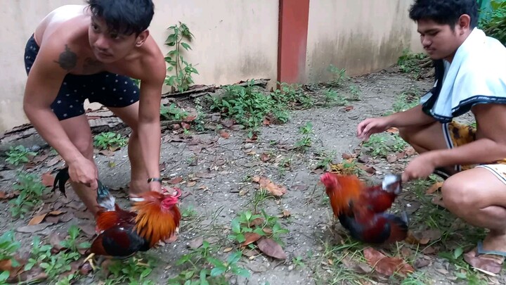 una spar ng palahi ko Goldenboy National, akin yun my palong 08/21/24