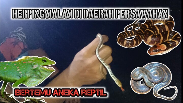 Herping & bertemu aneka reptil di daerah persawahan