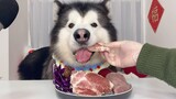 [Hewan] Alaskan Malamute | Makan Daging Mentah