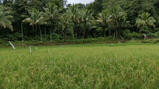 Pemandangan Persawahan Yang Indah| Jalan Lintas Sumatra