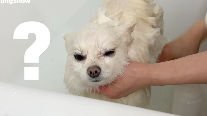 [Dogs] Taking Hongsnow The Pom To Bath...