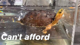 [Động vật]Những chú rùa đắt giá trong buổi trưng bày rùa