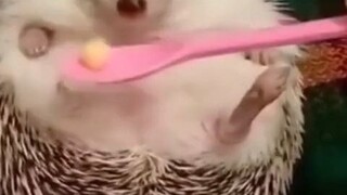 When a hedgehog is angry, just give it food