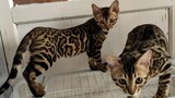 Binatang|Membeli Dua Ekor Kucing Kuwuk Seharga 2 Ribu Yuan Lebih