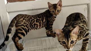 在宠物市场里相中了两只豹猫，花了两千多块钱把它们买回了家，你喜欢吗？