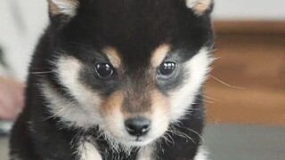 Ketika seorang pemuda yang tinggal sendirian di Jepang menyambut sedikit Shiba Inu... Shiba Inu Hina