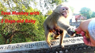 Poorest Mother Teva Monkey Feels Hungry and Carrying Her Two Days old Searching Foods with Scariness
