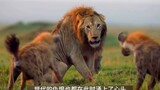 Lion: I'm just passing by, what about you?
