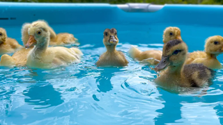 Cute Baby Ducklings in pool for the First Time!