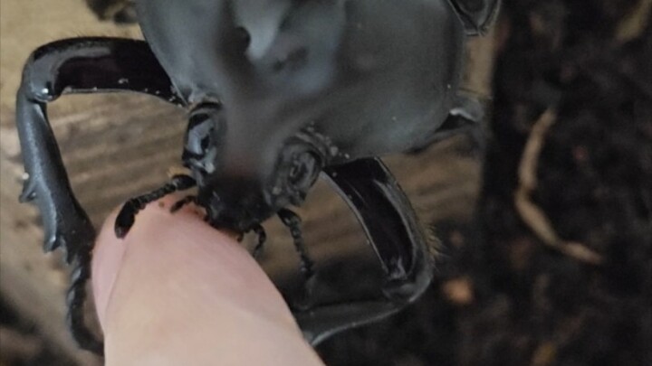 How to make rhinoceros beetles love you.