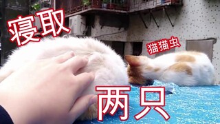 上次被偷摸猫咪带来姐妹一起双飞？两只野猫熟睡中不知被偷摸个爽，猫咪醒来后大家哄堂大笑！