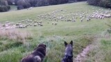 Vòng tròn thu nhỏ cuối cùng kéo dài 8 giây của người chăn cừu! ! !