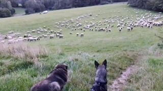 Vòng tròn thu nhỏ cuối cùng kéo dài 8 giây của người chăn cừu! ! !