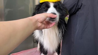 Border Collie quả thực là chú chó thông minh nhất thế giới, tôi thậm chí còn không muốn lấy tiền sau