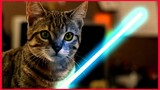 Kitten The Force Awakens, Short Video Clip . 😸