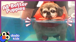 These Special Puppies Need Our Help Getting All Better! | Animal Videos | Dodo Kids