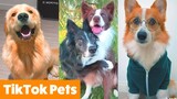 Cute TikTok Pets to Make You Laugh | Funny Pet Videos