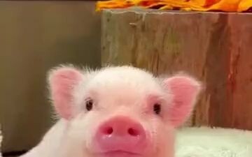 Seorang netizen asing memelihara seekor babi kecil harum sebagai hewan peliharaan. Semakin dia memel