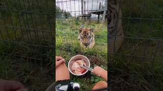 #TakeTheDayOffChallenge #tiger #ThatCloseMessenger #reacuecat #fundraisers#shorts