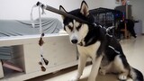Chó Husky: Đuổi theo nó cả ngày mệt chết luôn à
