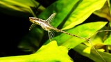 ikan pebersih aquarium berbentuk unik - twig catfish