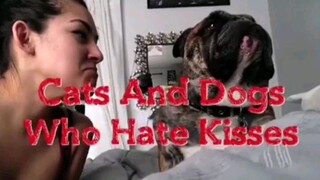 Dogs hate kissing?