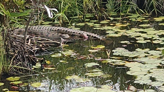 Mancing malah ketemu buaya🐊