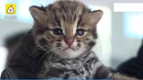 Villagers picked up three cat cubs in a sugar cane field and took them home to raise, but then they 