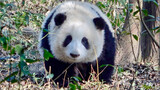 【大熊猫和花】下午睡醒后去喝水，然后在树林里散步20220101