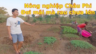 Ghé thăm vườn rau xóm trọ châu phi mỗi ngày||Ahihi cuộc sống châu phi