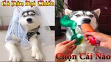 Thú Cưng TV | Dương KC Pets | Ngáo Và Ngơ #16 | chó thông minh vui nhộn | funny cute smart dog