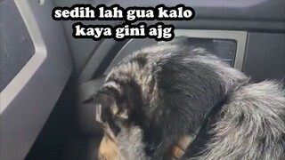 KISAH ANJING INI SANGAT MENGSEDIH