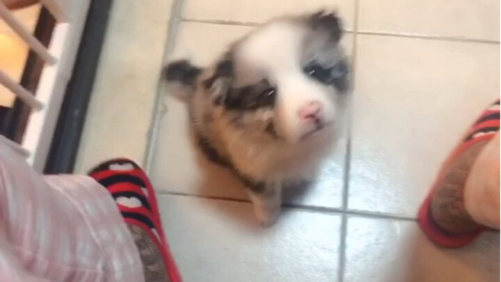 [Dogs] The two-month-old Border Collie is so clever!