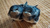 Two swallows rescued had grown up and as good as a pet dog