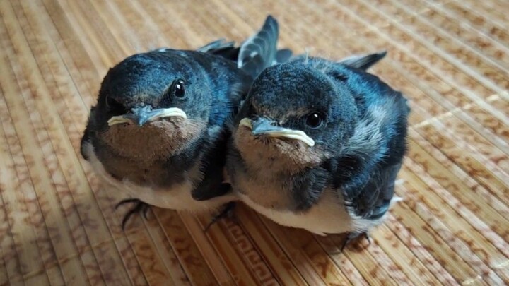 Hai con chim nhạn được giải cứu đã trưởng thành và ngoan như cún cưng