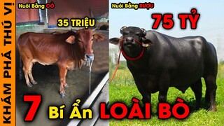 🔥 7 Bí Ẩn Ly Kỳ Và Thú Vị Về Loài Bò Mà Chưa Từng Có Ai Nói Cho Bạn Biết | KPTV