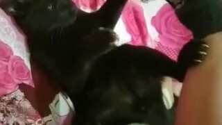 fighting cat