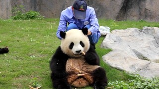 【Panda】Xue Bao si gendut bodoh diganggu.